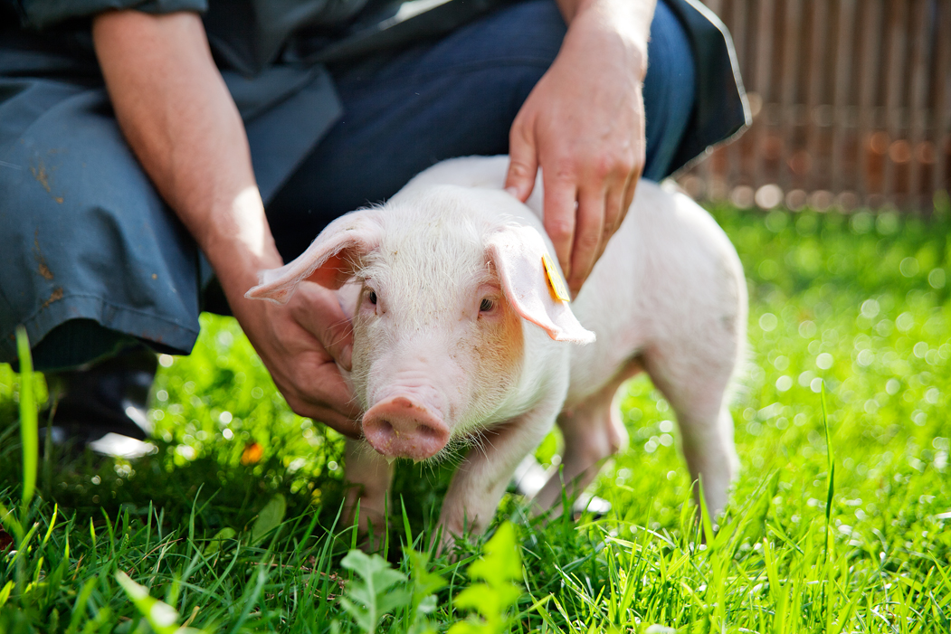 Schweine 2