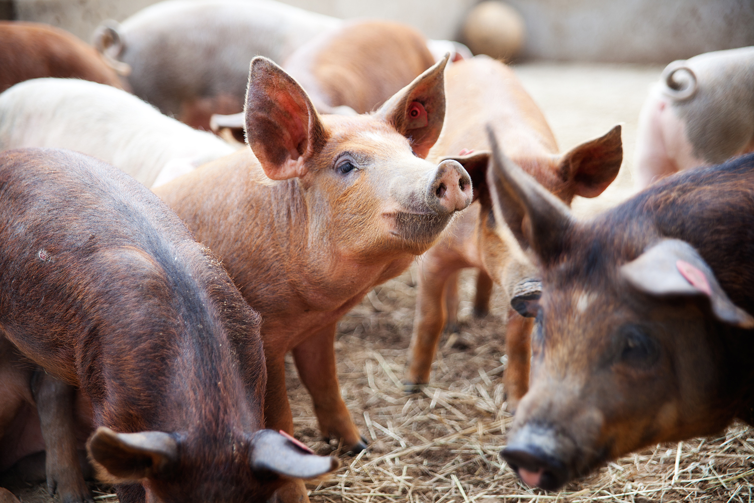 Schweine