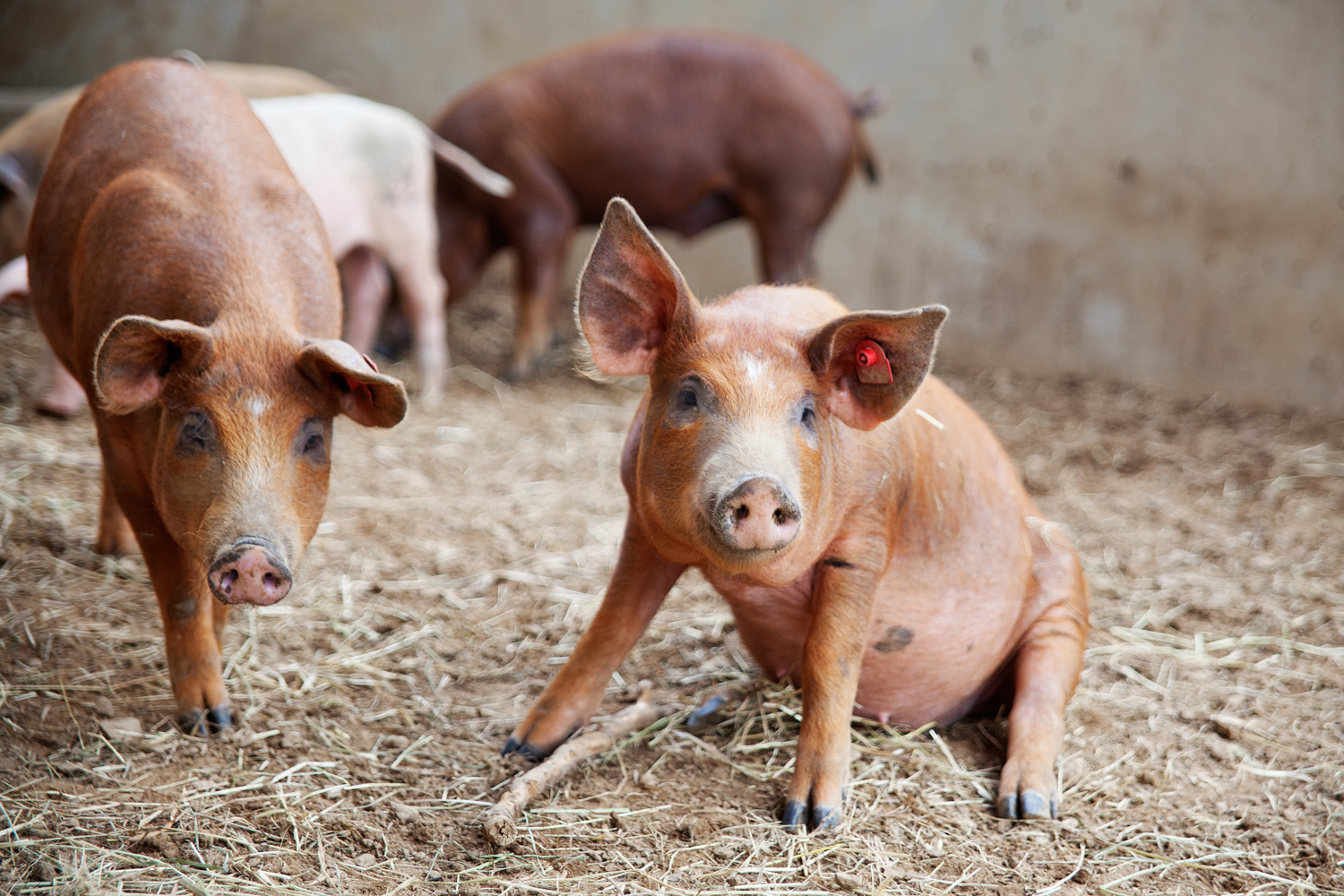Schweine 3