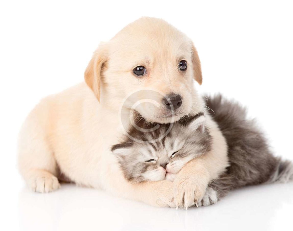 pets10.jpg