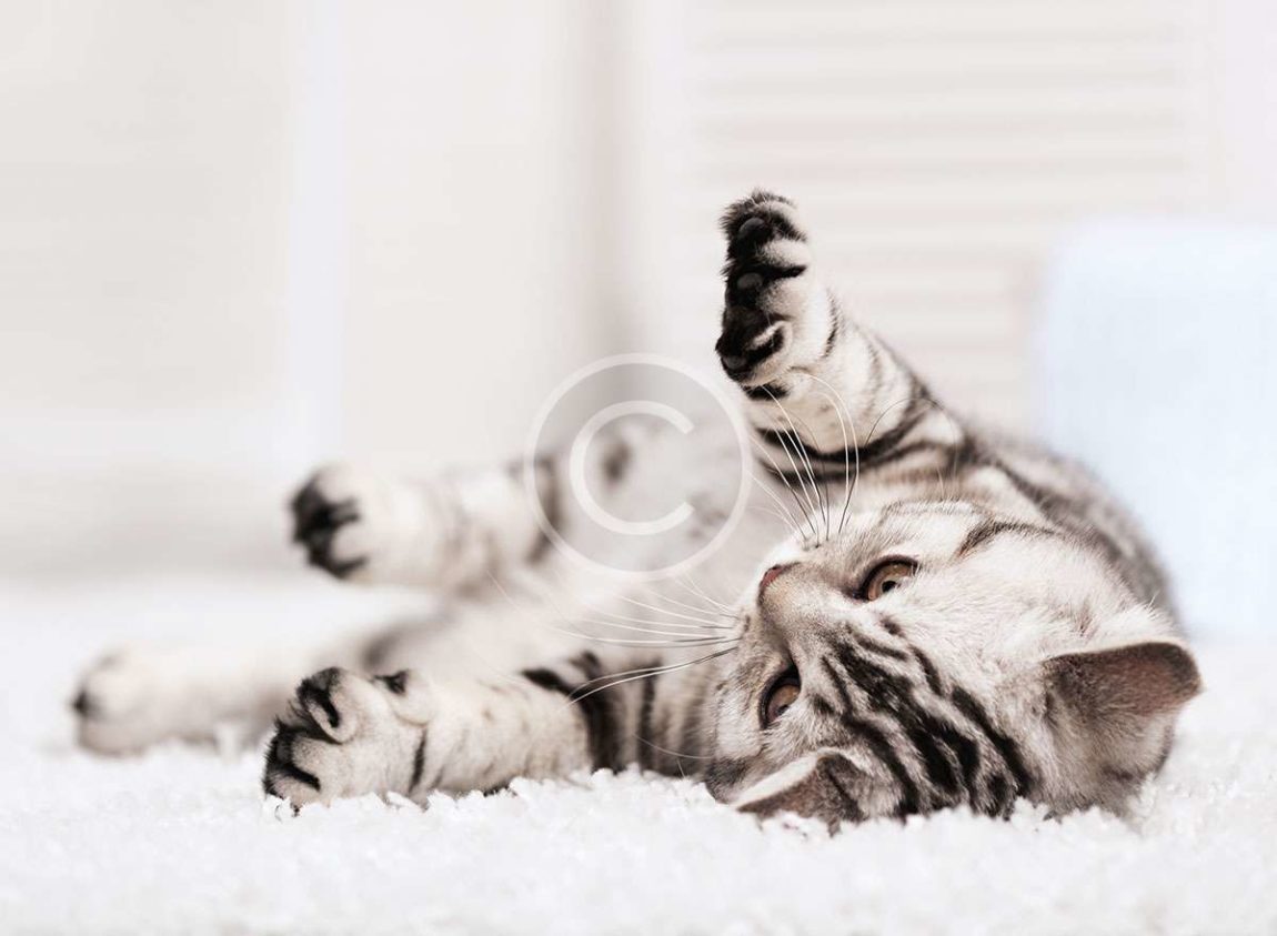 pets12.jpg