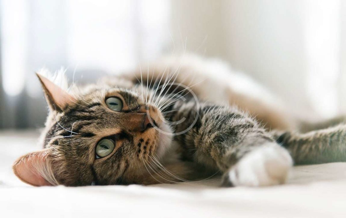 pets16.jpg