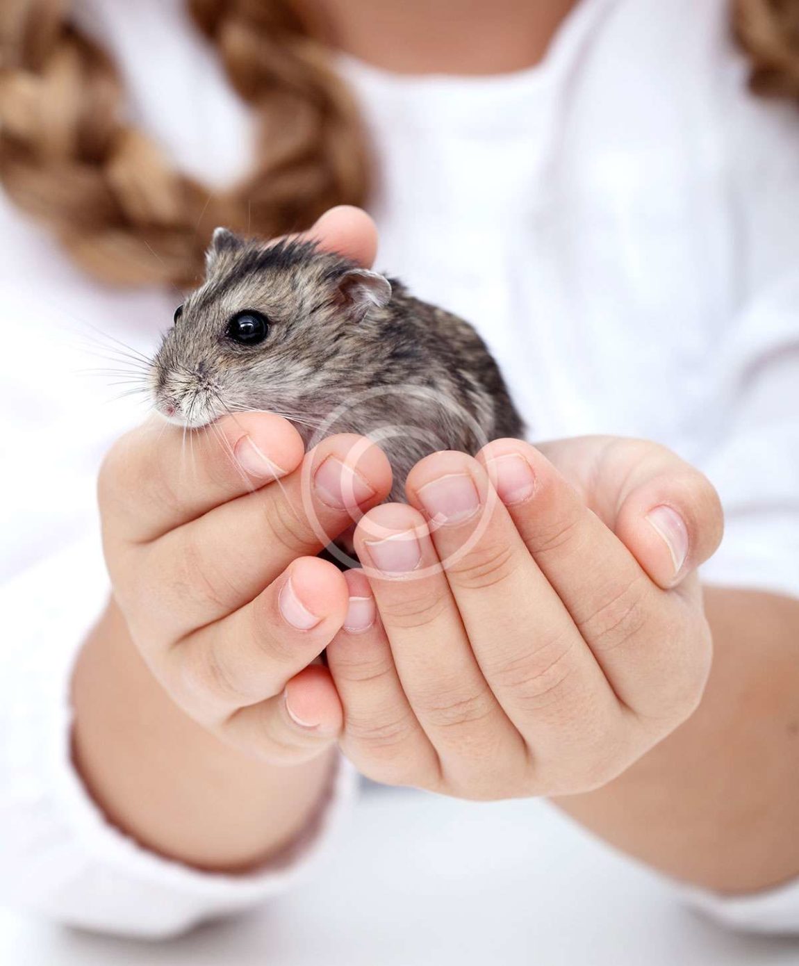 pets21.jpg