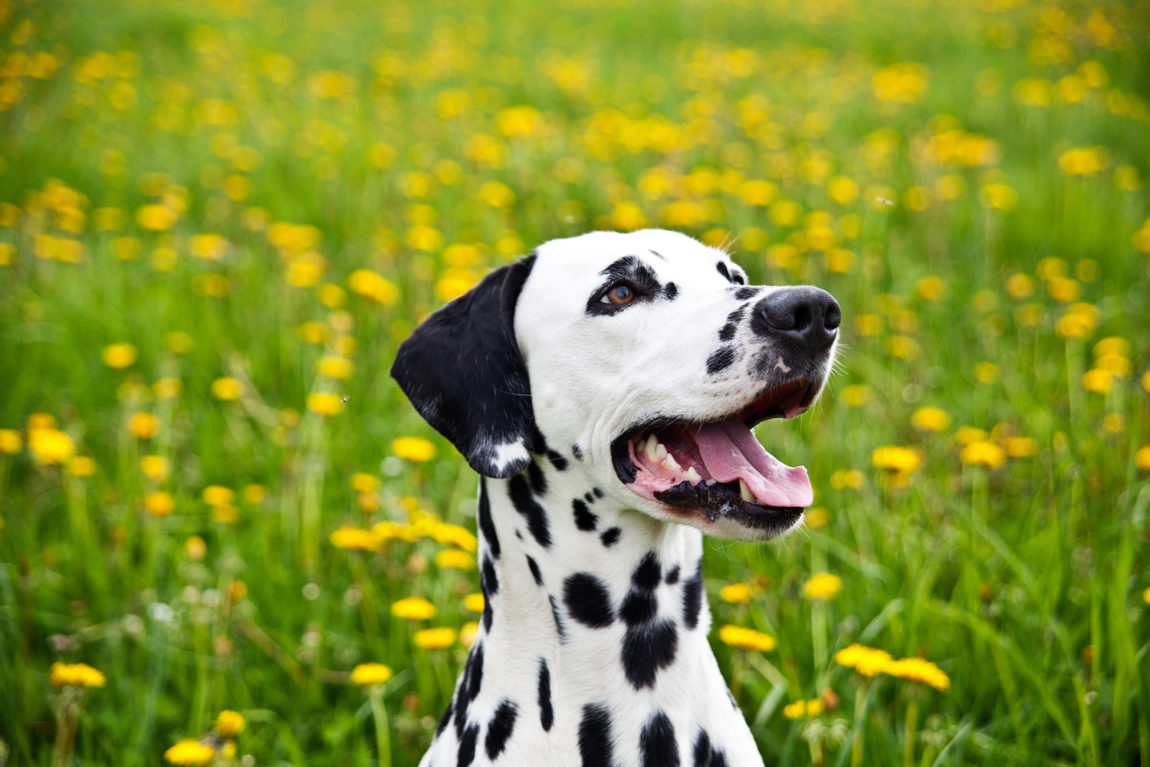 Tiere18.jpg