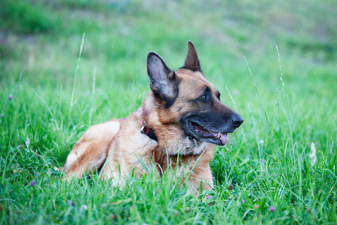 Kleintiere Tierärzte Team Neukirchen